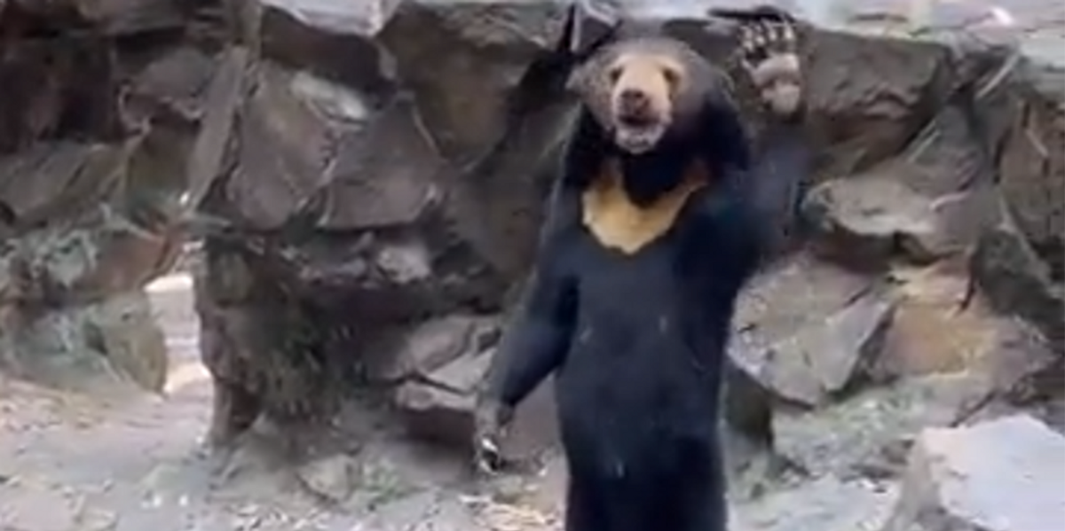 Bear suspected of being human in a costume spotted waving to tourists at Chinese zoo