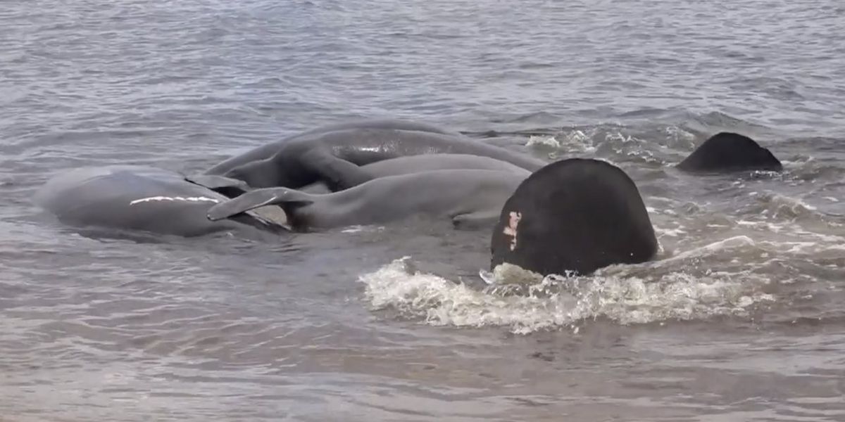 Florida sheriff's office issues hilarious heads-up to folks wanting to call 911 over ocean creatures 'in distress' near beach: 'They are more than fine'