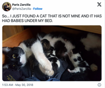 Guy's viral story of becoming an unexpected 'Cat Dad' is utterly adorable -  Upworthy