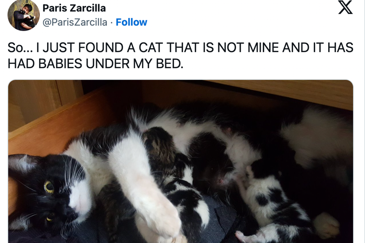 cats, cat distribution