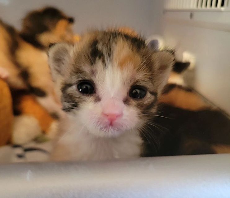 brown calico kitten