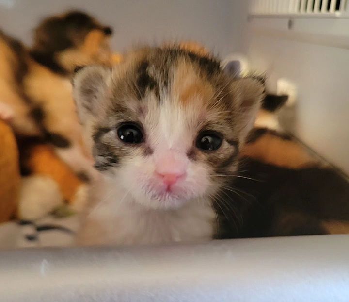 calico kitten baby