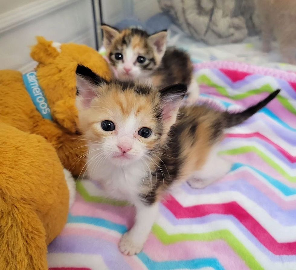 calico kittens cute