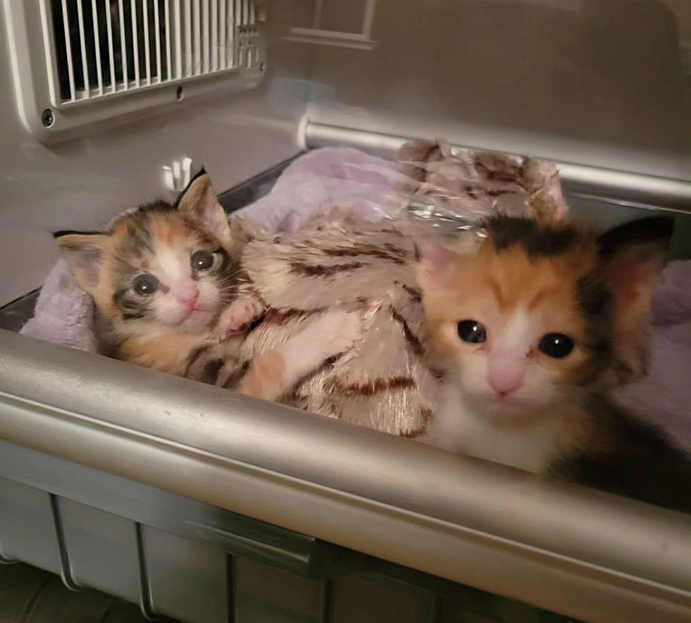 calico kittens sisters