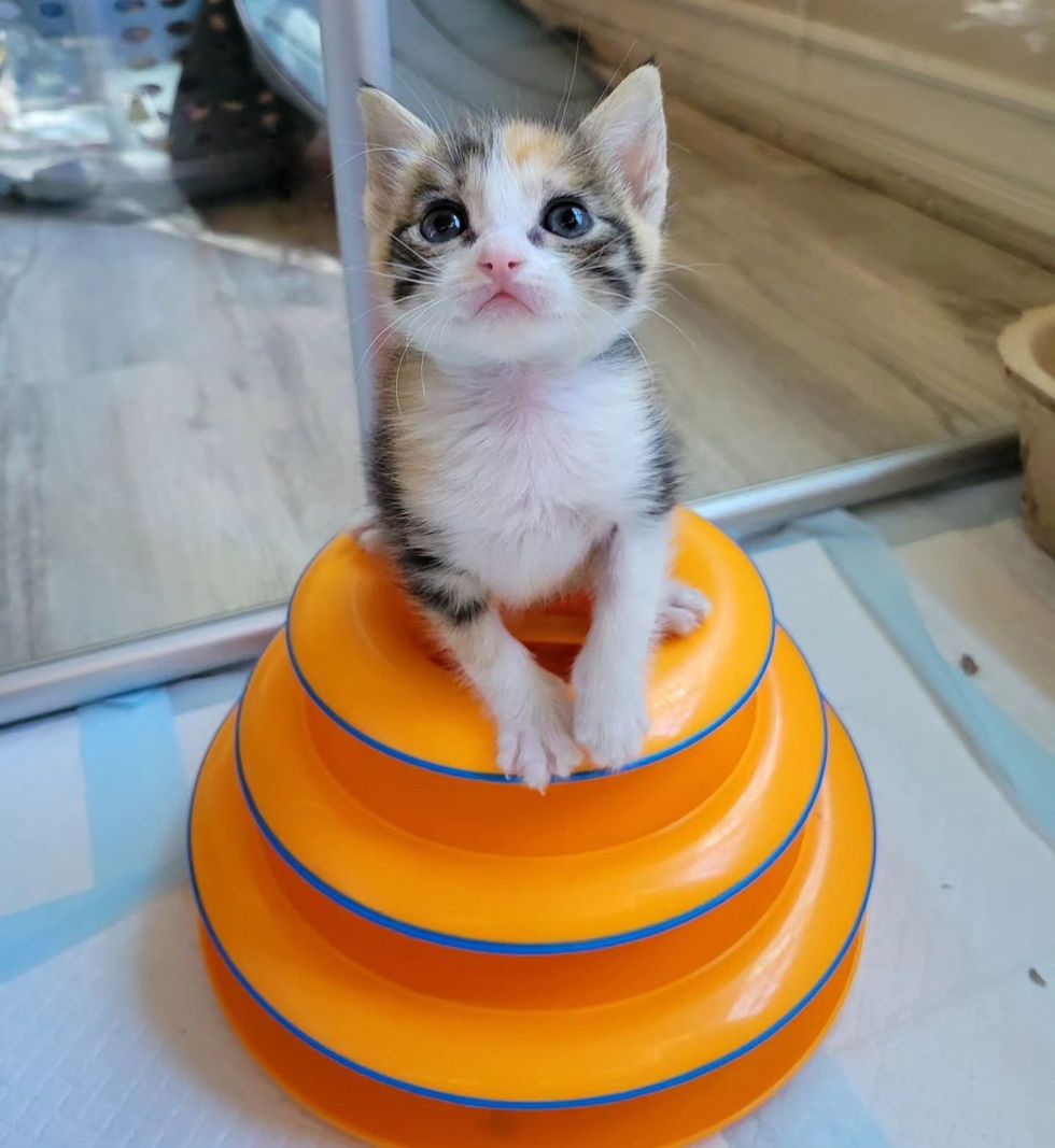 tiny kitten tower