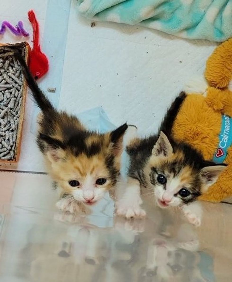 hungry calico kittens