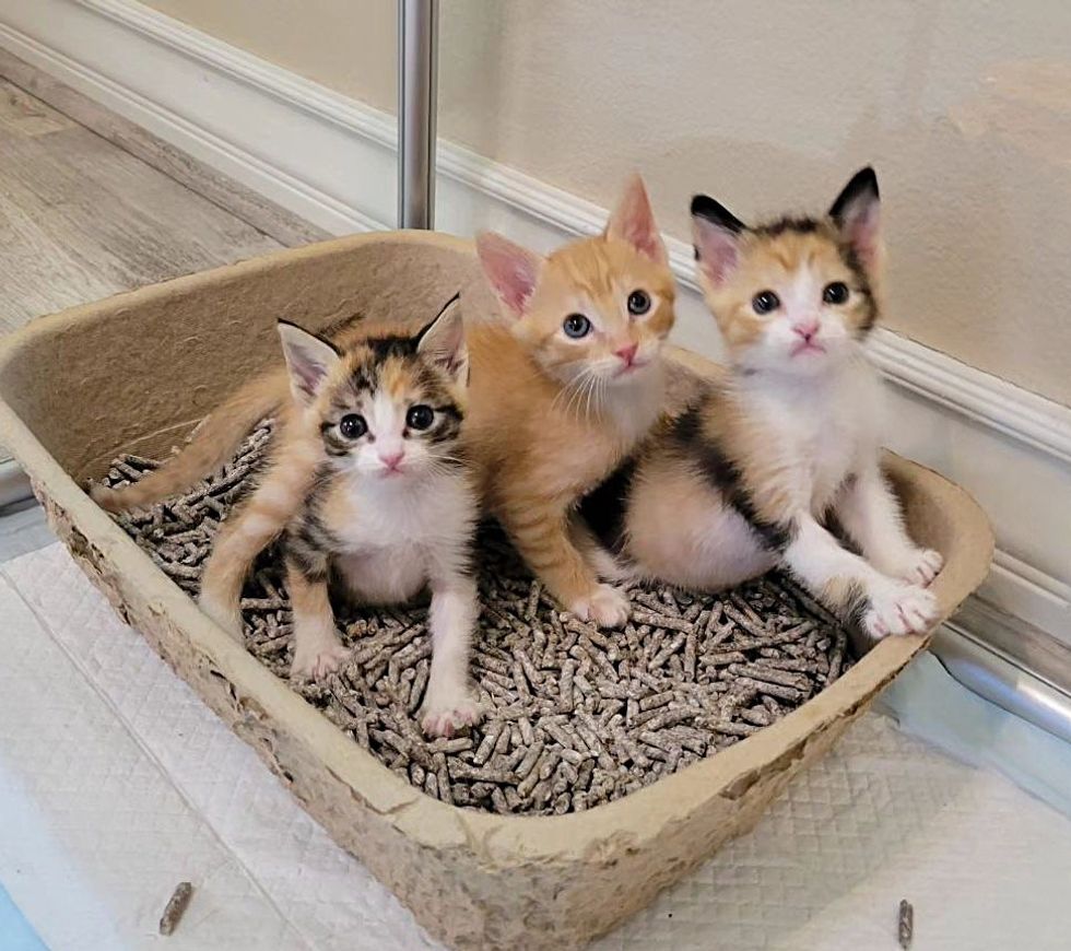 kittens in litter box