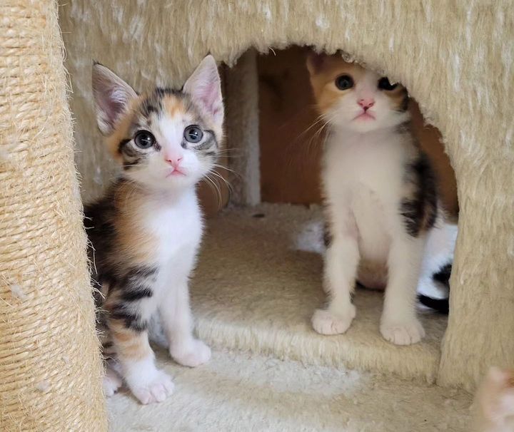 calico kitten sisters