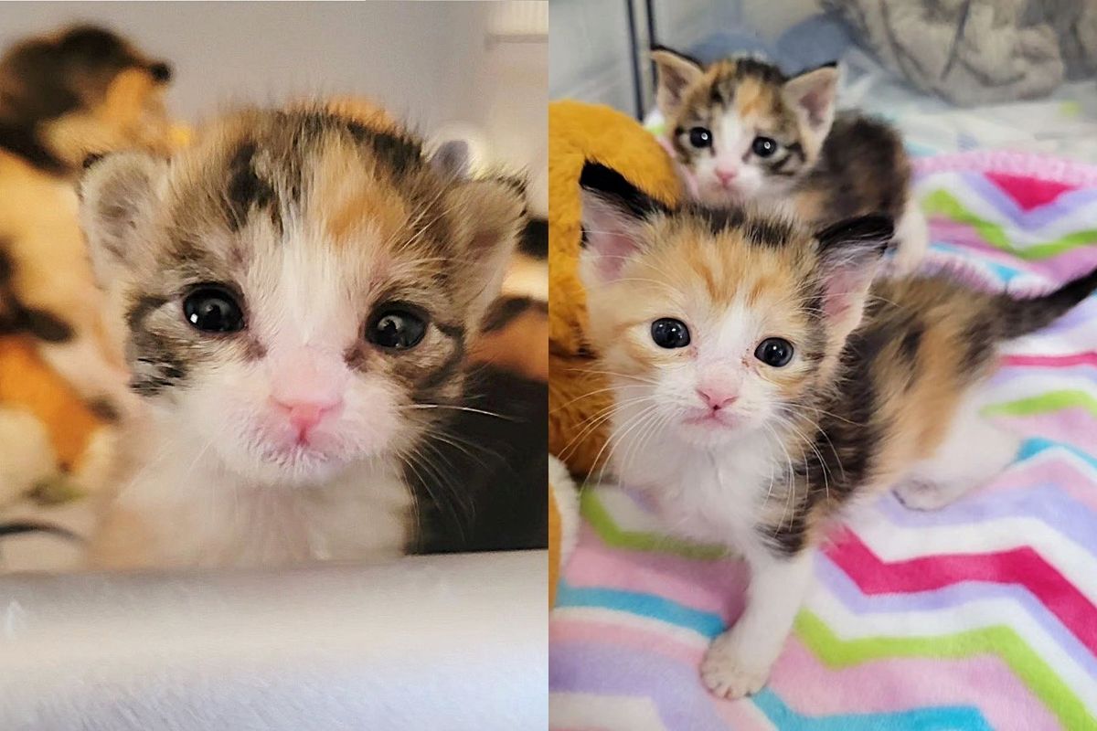 Kittens Found When Someone Heard Their Cries, One of Them Significantly Smaller but Shows She Can Do Anything