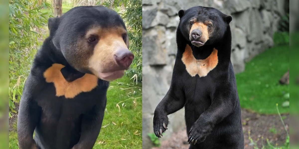 NextImg:UK zoos say they have 'human bears' too after Chinese zoo goes viral for bear suspected of being human in costume