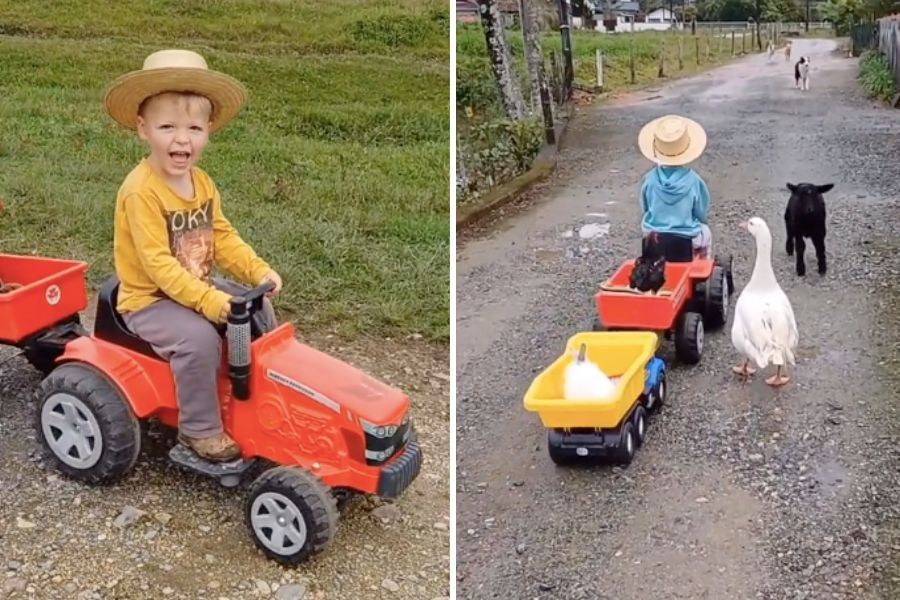 Brazilian boy is a pied piper for farm animals - Upworthy