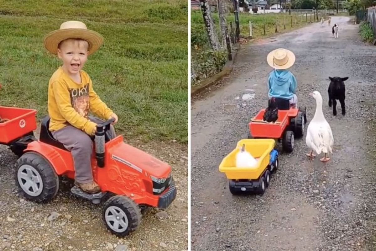 little boy on a toy tractor being followed by farm animals