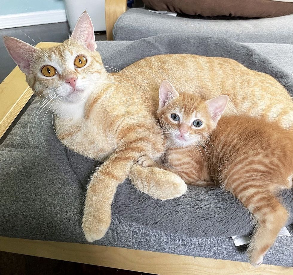 Cat Has One Kitten Right After Coming to Shelter, Can Finally Breathe