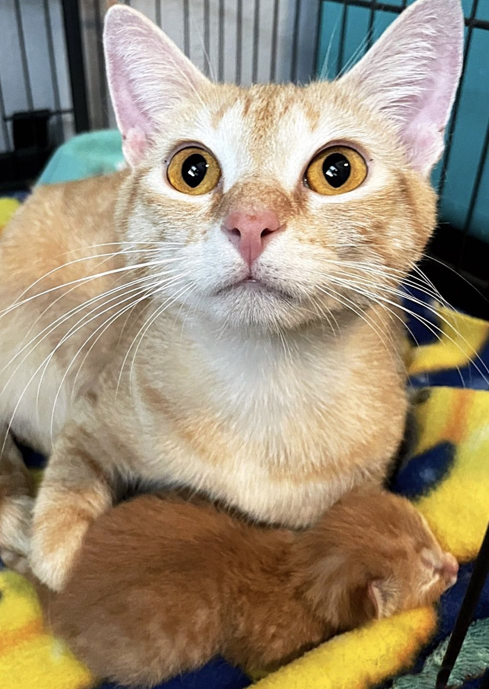 cat cuddles kitten