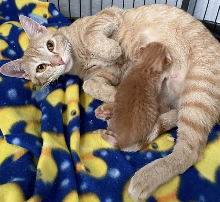 cat nursing kitten ginger