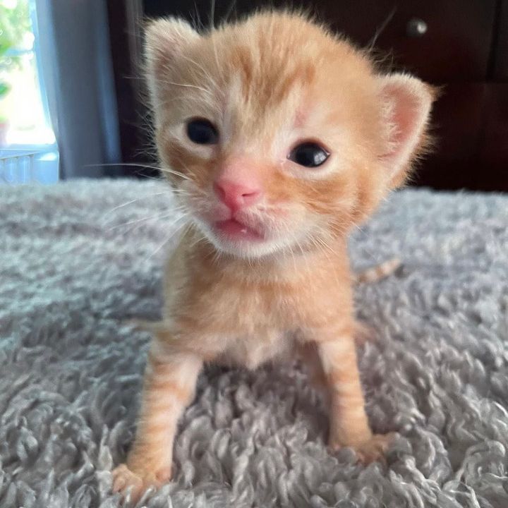 tiny kitten ginger
