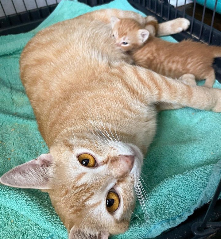 cat nursing ginger kitten