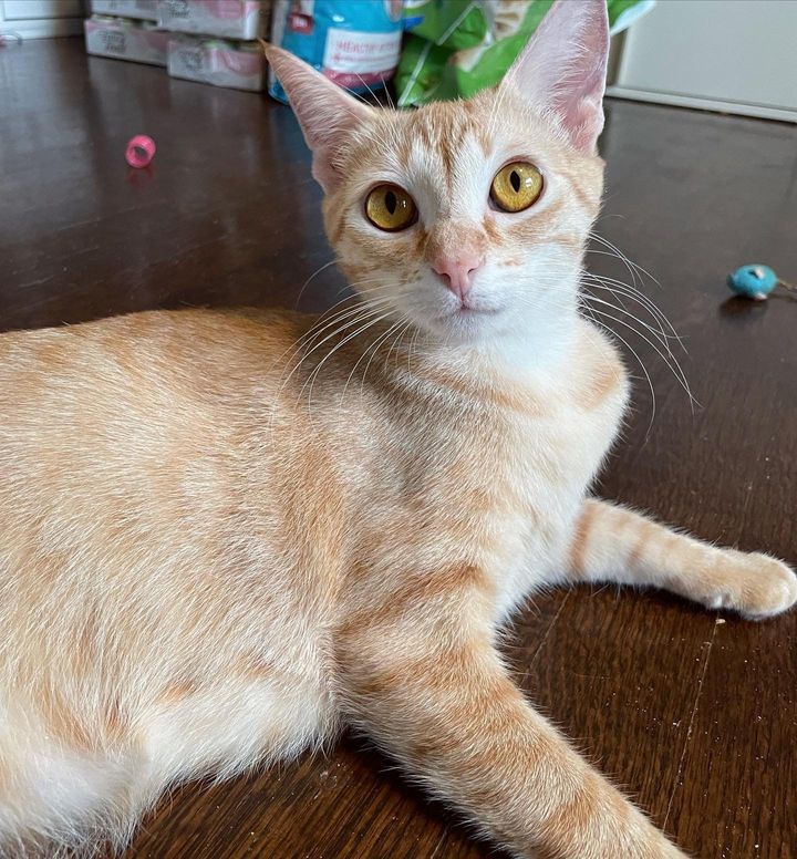 sweet ginger cat mom