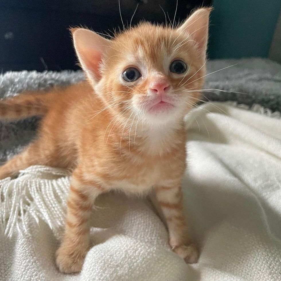 tabby ginger kitten boba