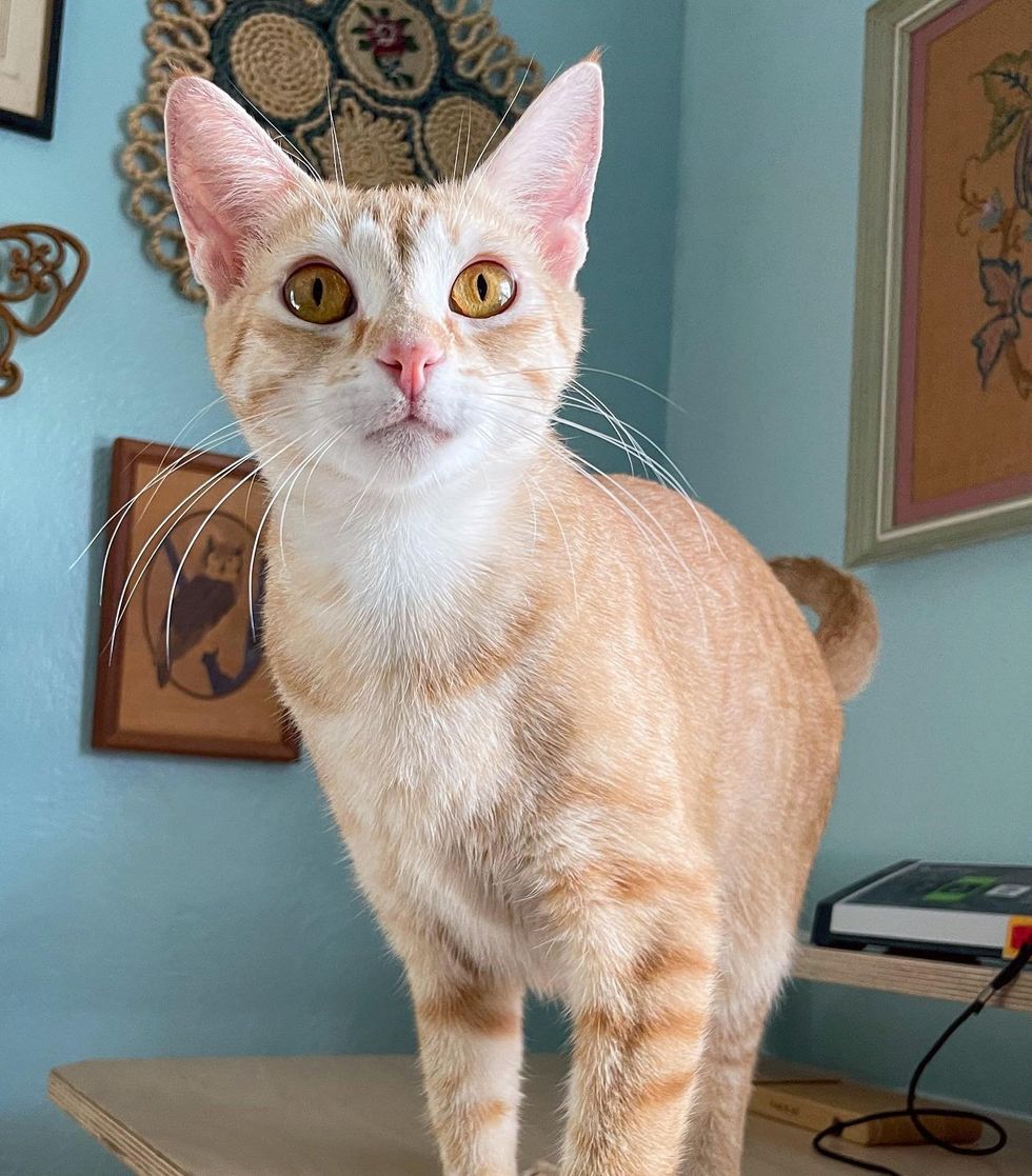 beautiful ginger tabby cat