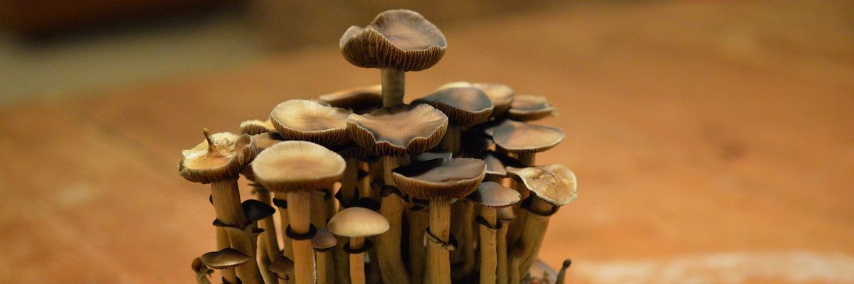 An image of psychedelic mushrooms