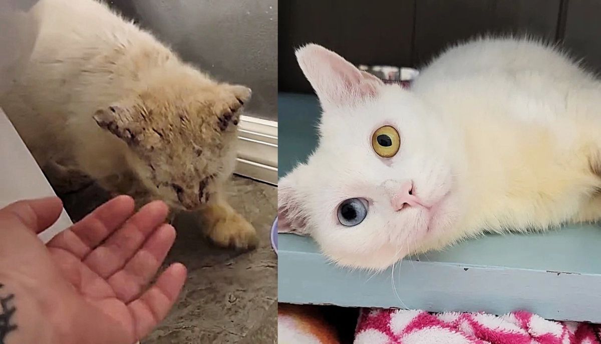 Cat Could Barely See When Found, Makes Stunning Transformation and Shows How Beautiful He Truly is