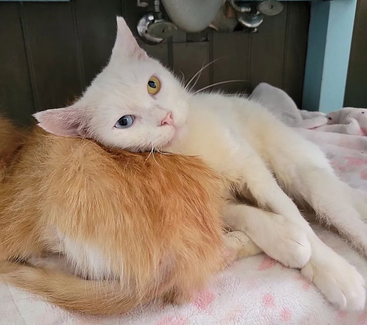 cat snuggling friend