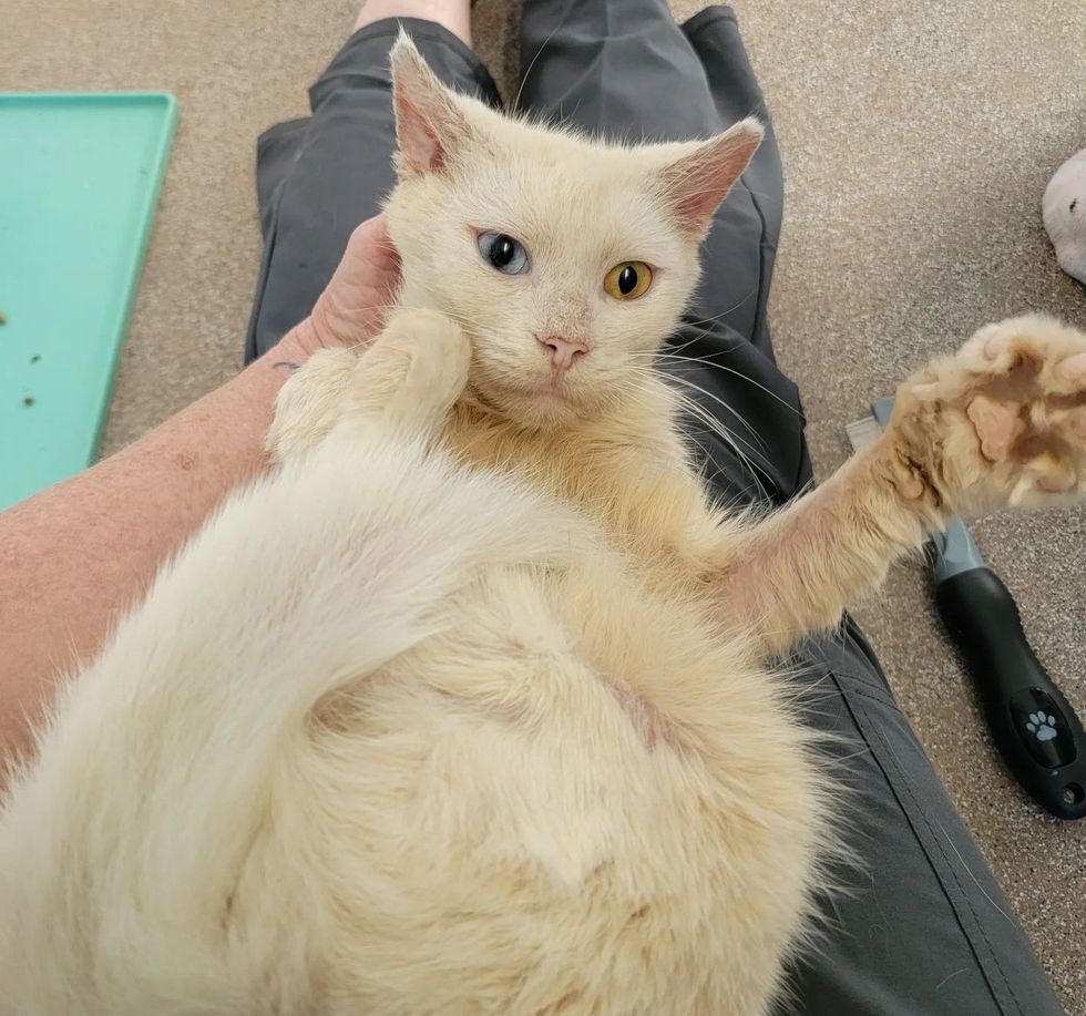 lap cat mystic, heterochromia cat