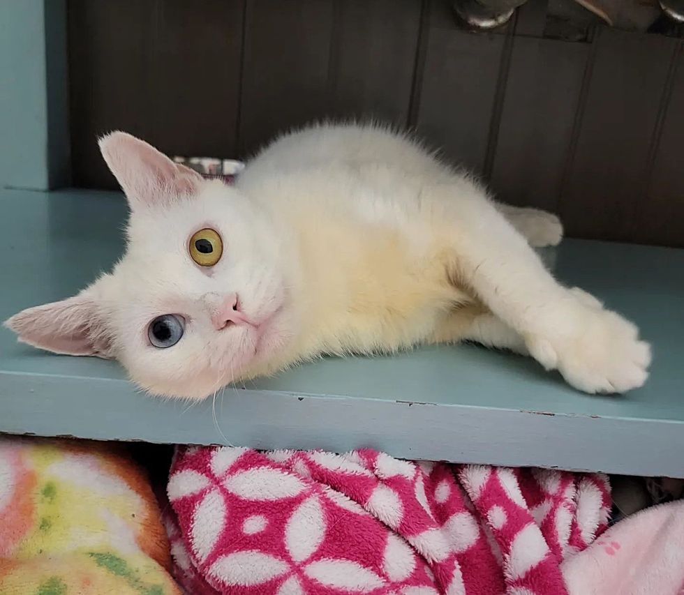 sweet white cat, different colored eyes cat