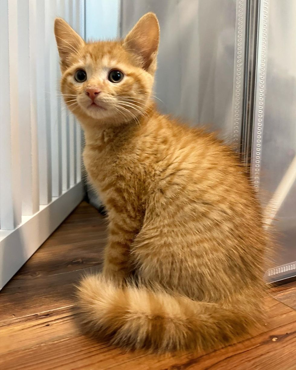 kitten puffy tail ginger