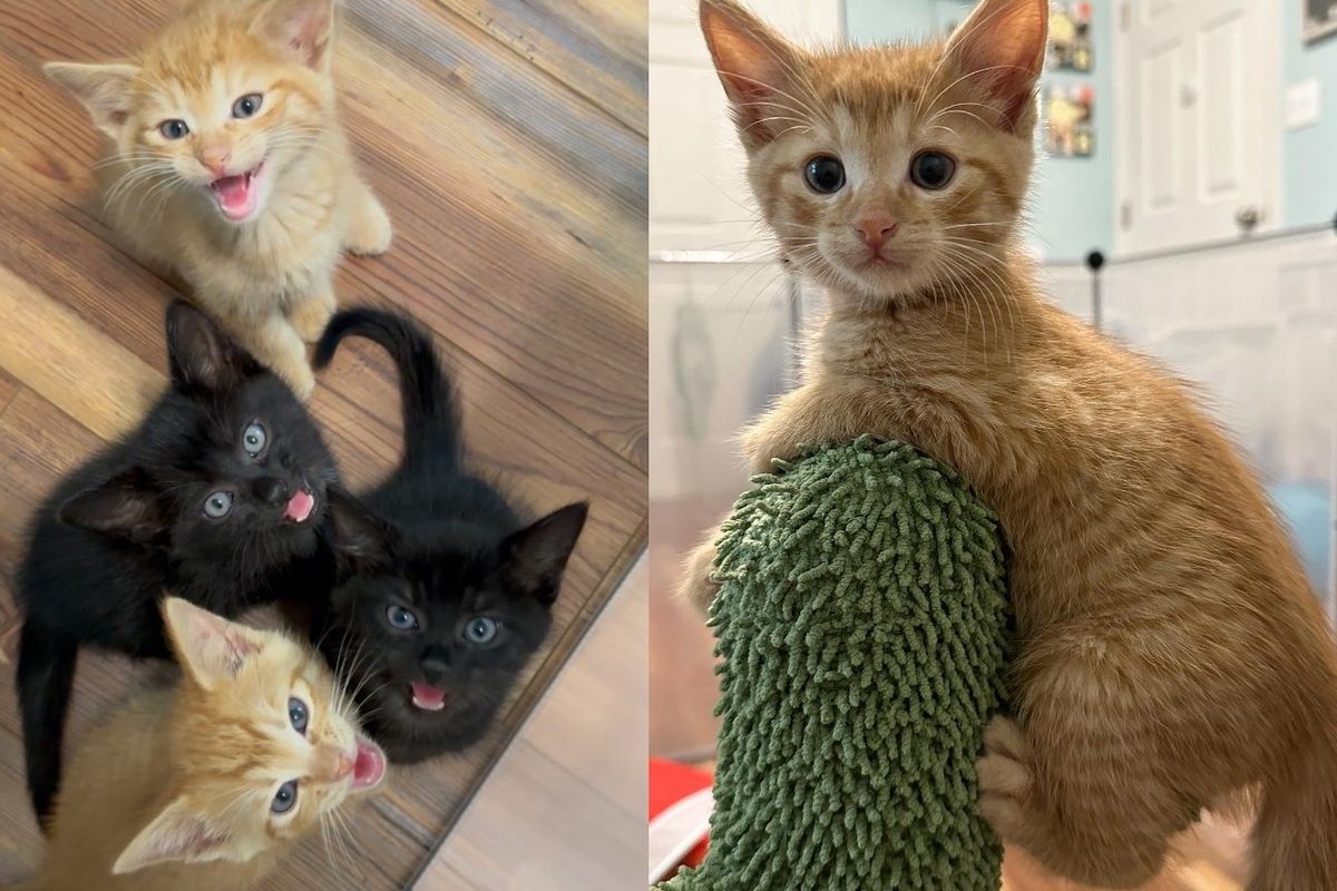 Four Kittens Hail from the Streets and Take Indoor Life by Storm with Their Big Personalities