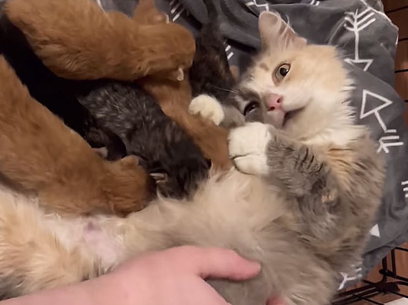 cat mom nursing kittens