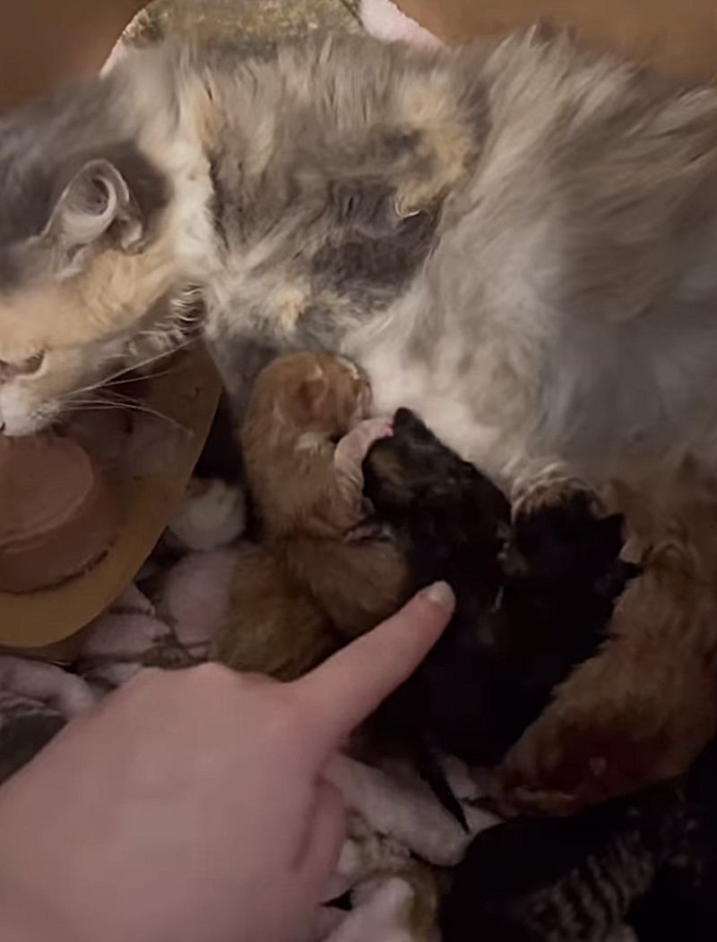 cat newborn kittens