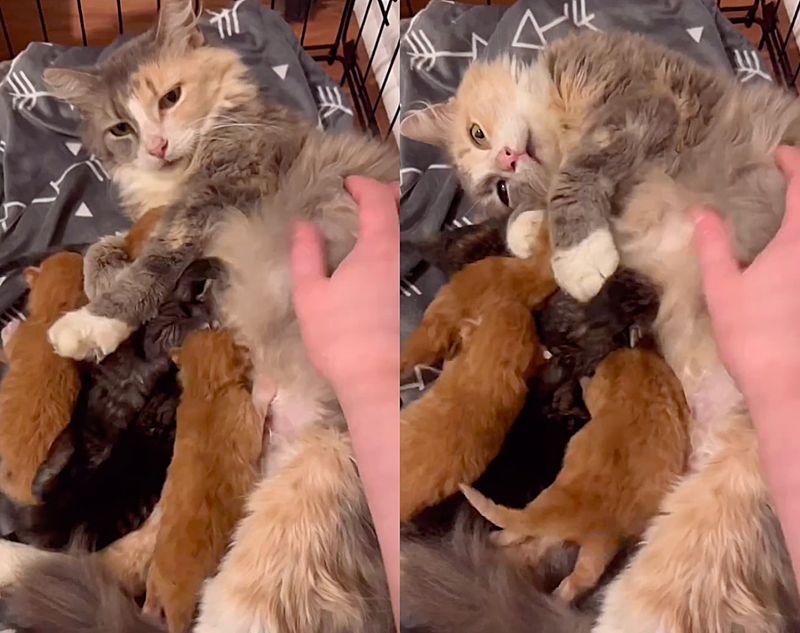 cat mother nursing kittens