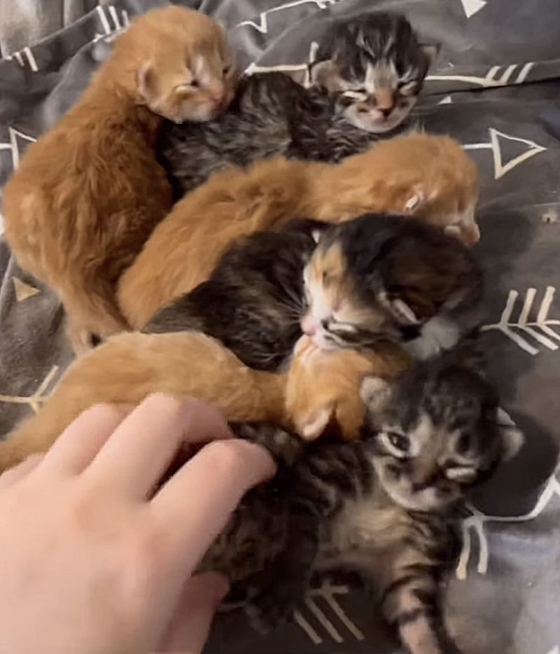 tiny kittens