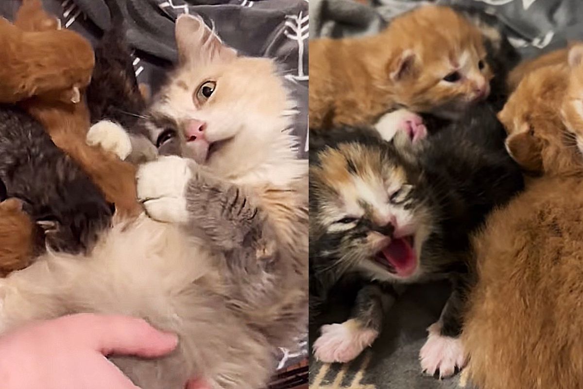 Cat Spent Years in the Outdoors Finally Set Foot Inside a Home, She Had Kittens Immediately After Moving in