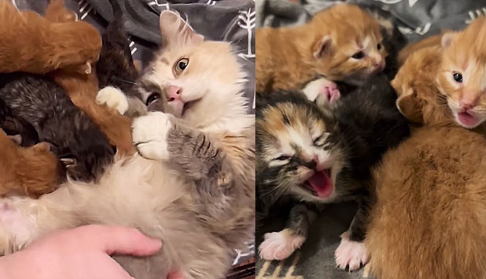 Cat Spent Years in the Outdoors Finally Set Foot Inside a Home, She Had Kittens Immediately After Moving in