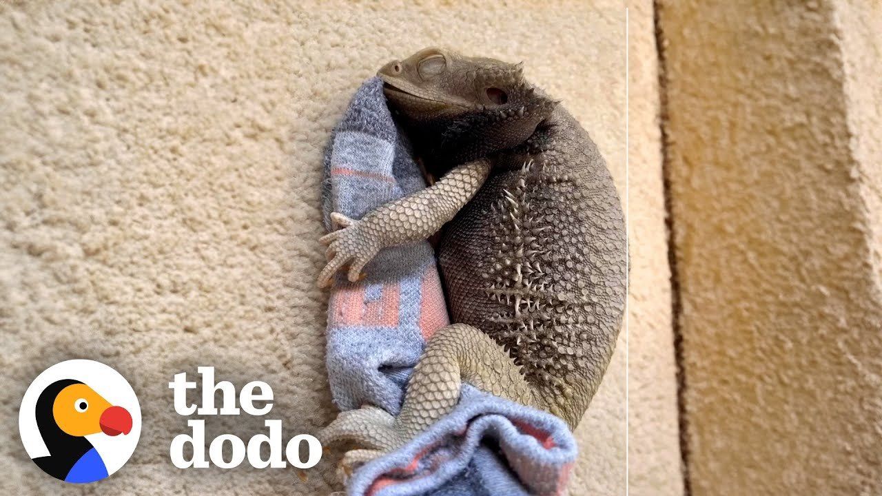 Bearded dragon has a favorite sock that he absolutely freaks out over on laundry day