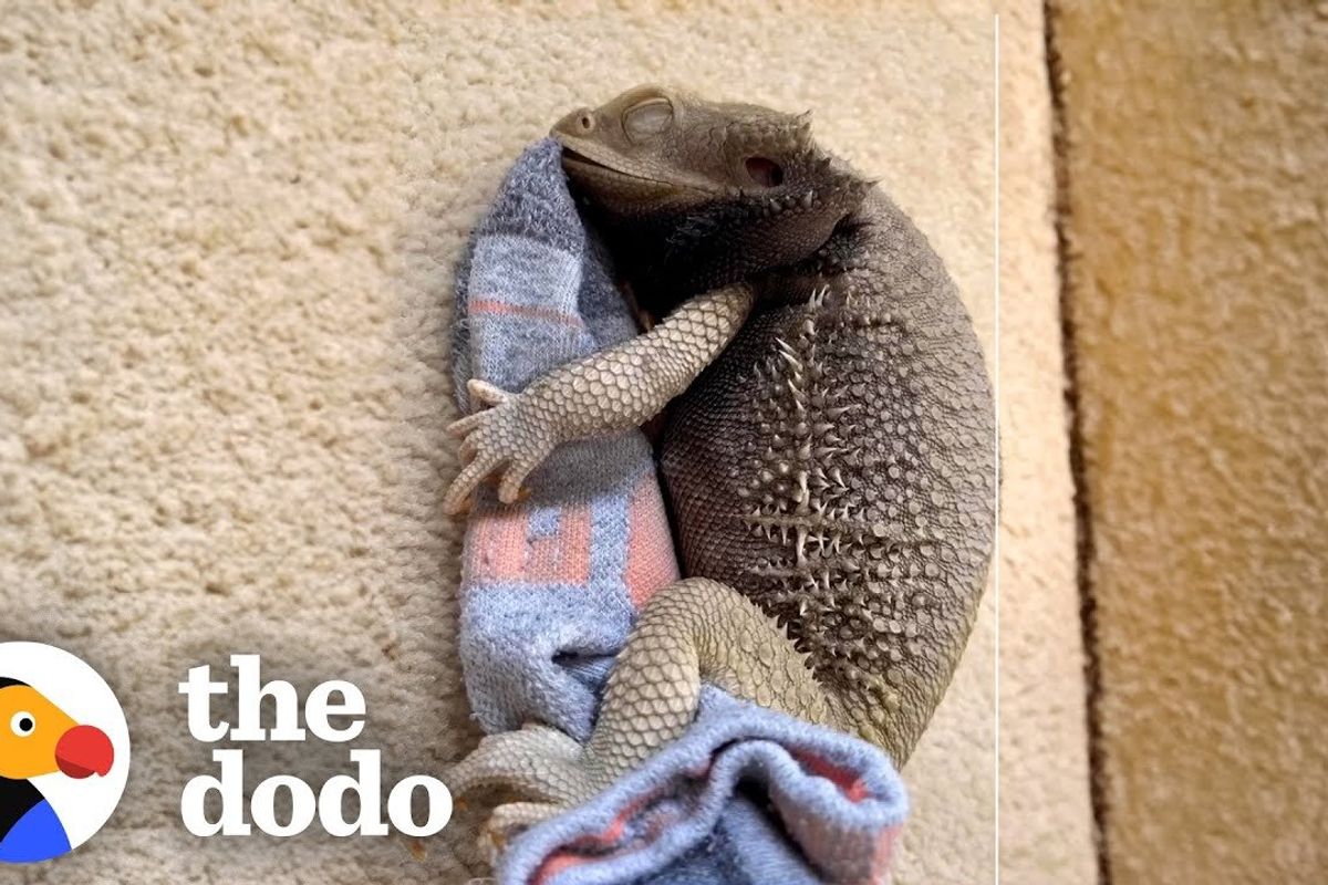 bearded dragon; the dodo; pets; viral pet videos; funny pet videos