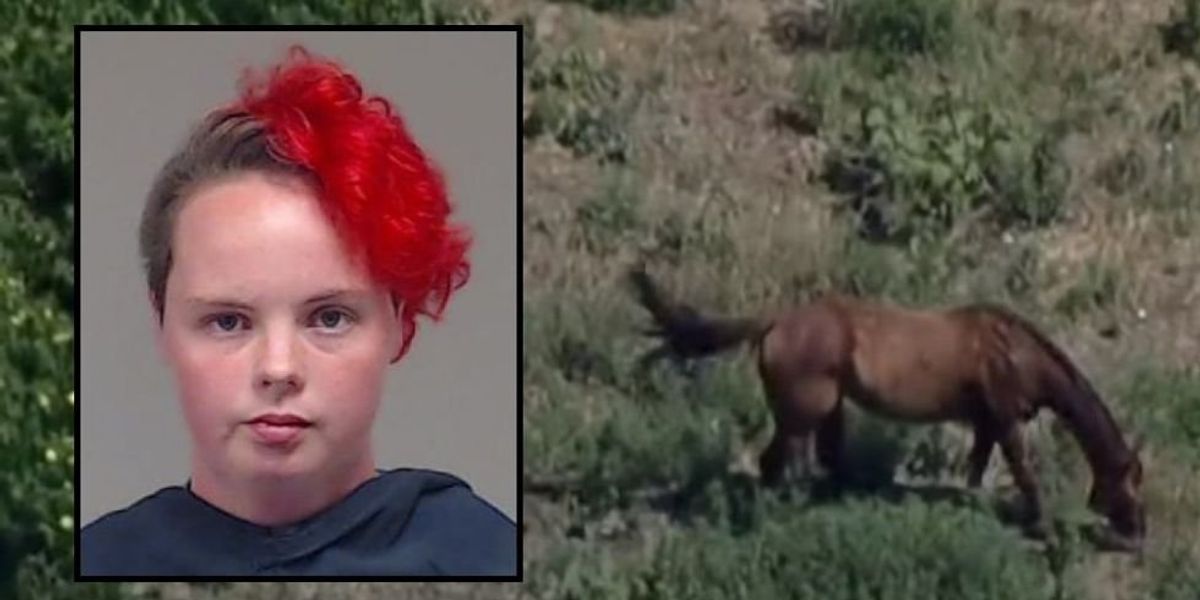 NextImg:Dogs locked in cages without food or water, horse carcasses rotting in sun discovered at Texas ranch, prompting arrest: 'The whole property just smelled like death'