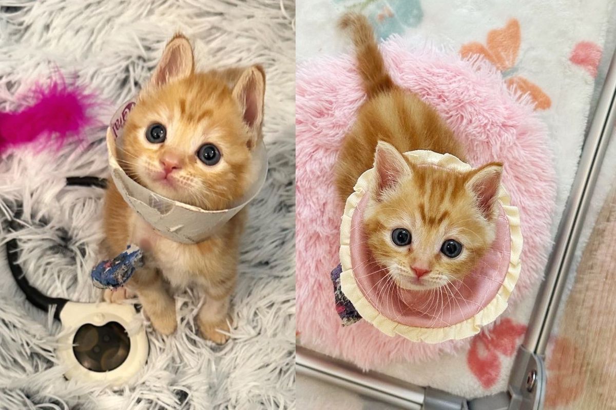 Kitten is So Small that He Wears a Guinea Pig Cone After Getting His Leg Fixed
