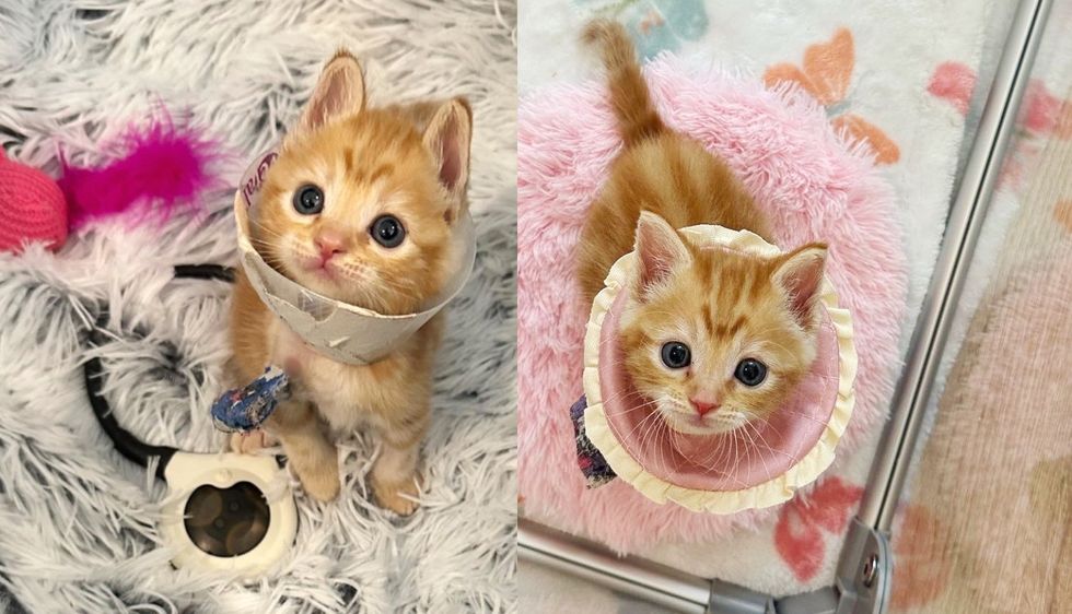 Kitten is So Small that He Wears a Guinea Pig Cone After Getting His Leg Fixed