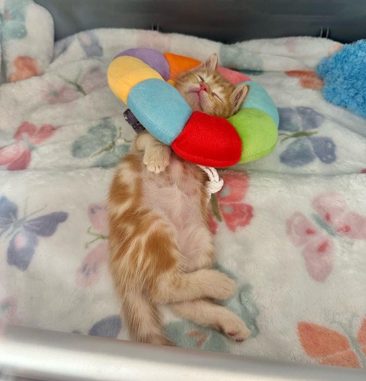 sleeping kitten cone