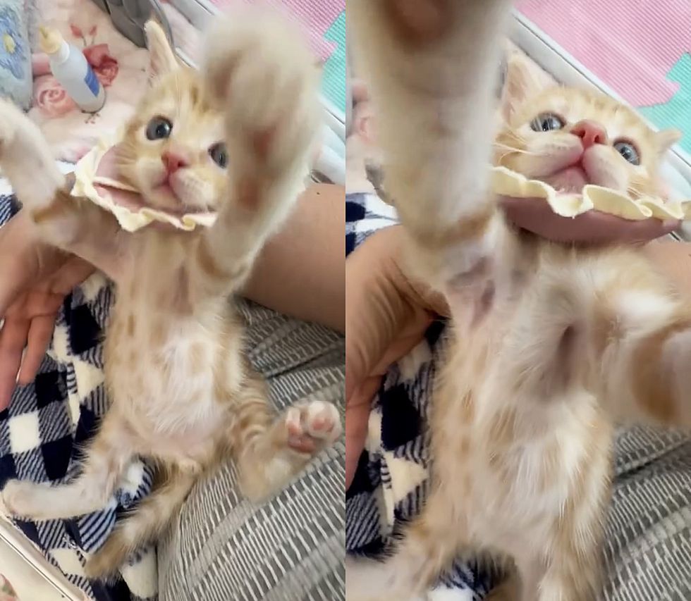 playful ginger kitten