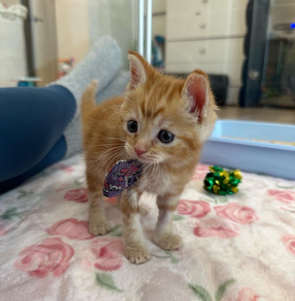 sweet ginger kitten finn