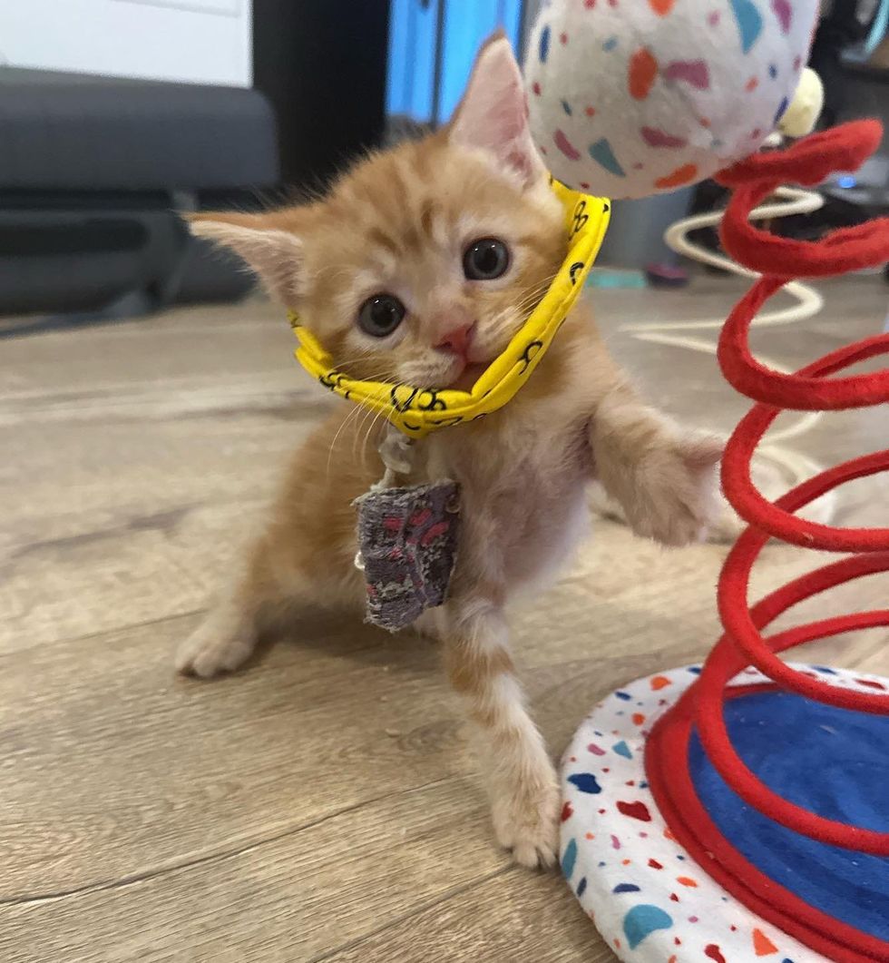 kitten ginger finn, kitten guinea pig cone