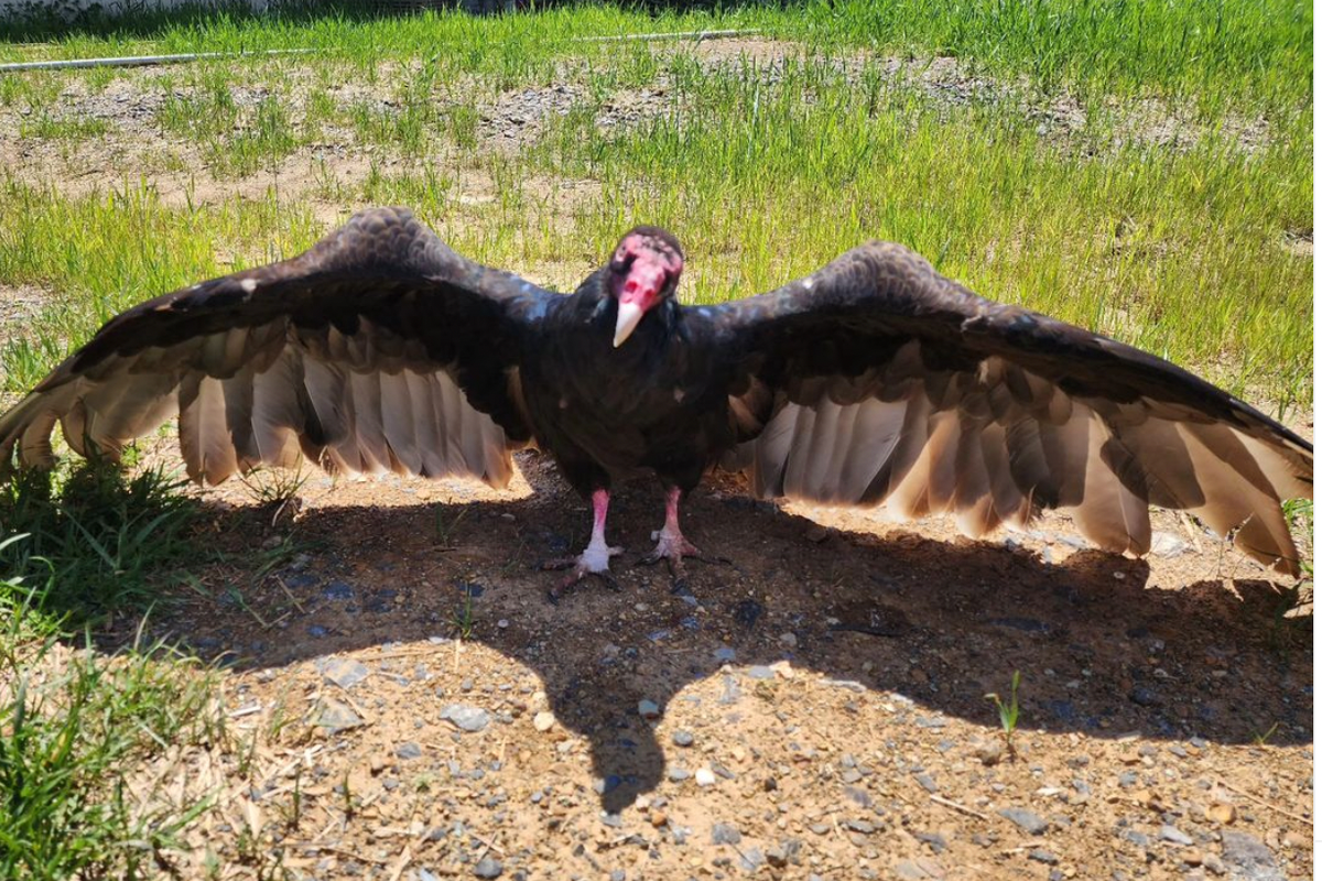 vultures, turkey vulture