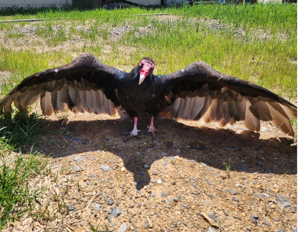 People can't stop watching George, a playful vulture who grunts when he's happy