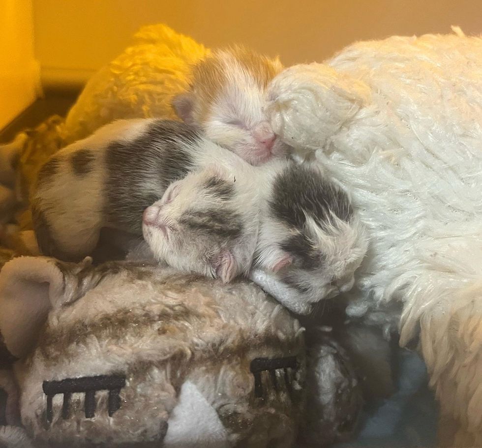 newborn kittens snuggling