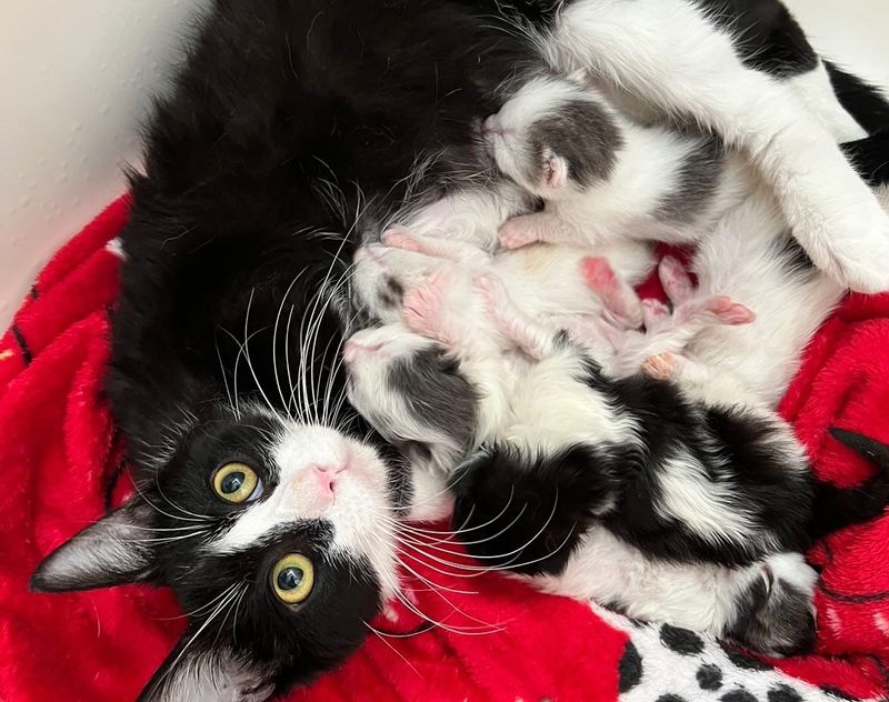 cat nursing kittens